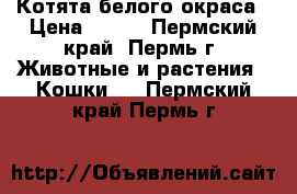 Котята белого окраса › Цена ­ 500 - Пермский край, Пермь г. Животные и растения » Кошки   . Пермский край,Пермь г.